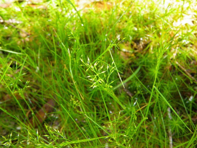 Pentapogon gunnianus photo 5