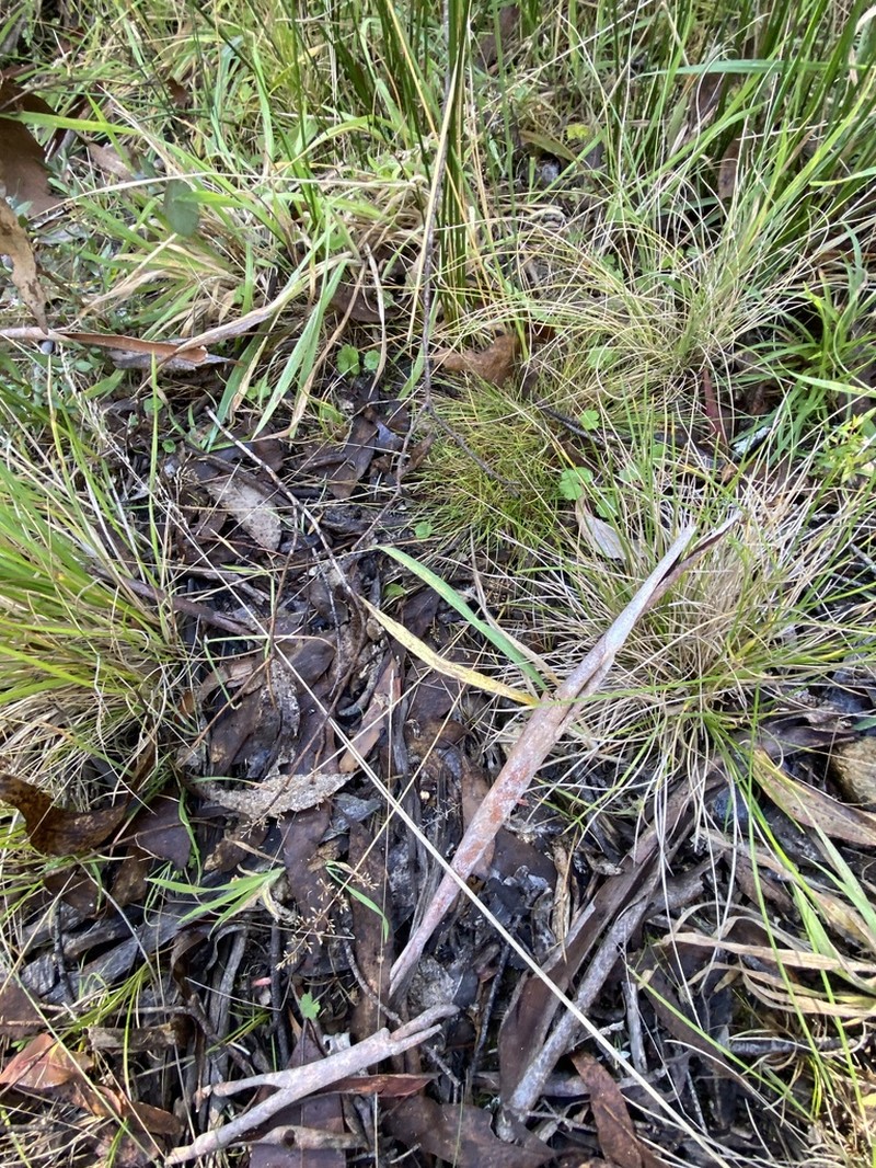 Pentapogon gunnianus photo 6