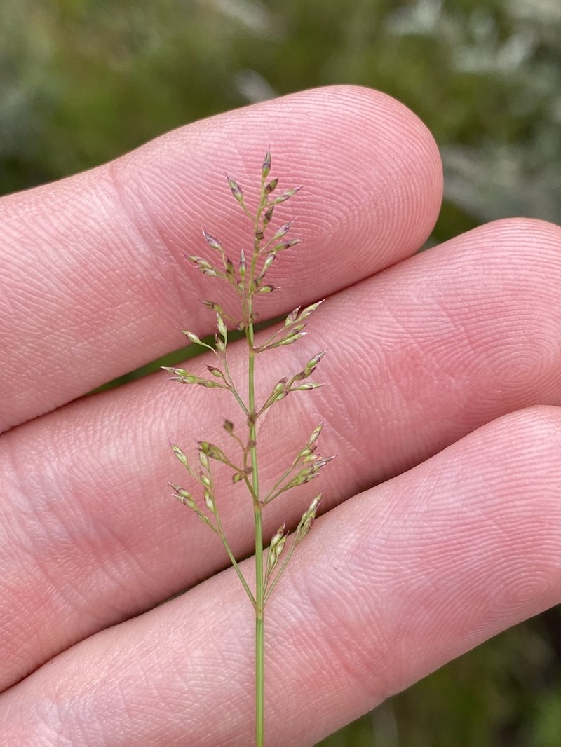 Pentapogon gunnianus photo 7