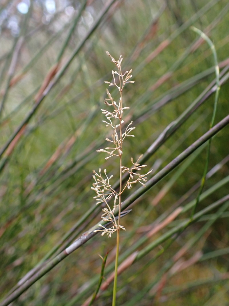 Pentapogon gunnianus photo 8