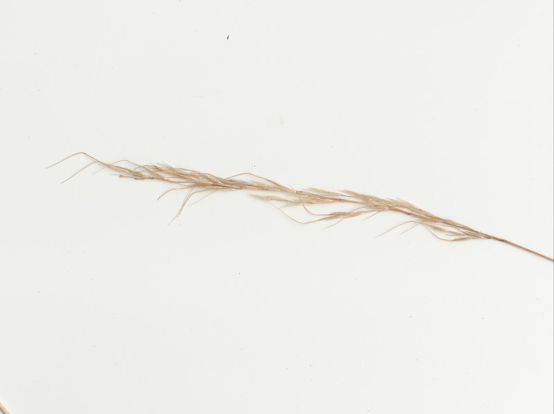 Pentapogon inaequiglumis