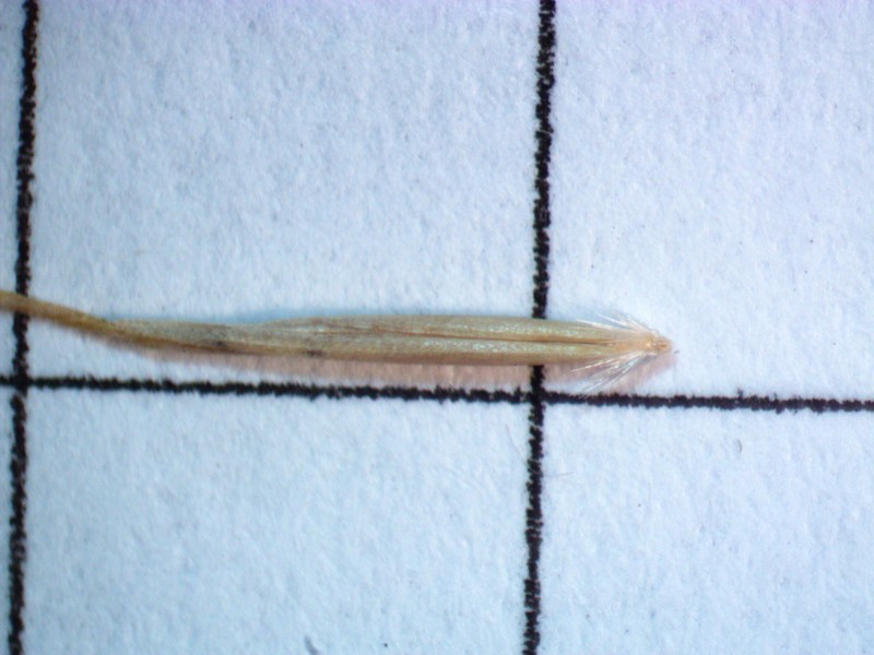 Pentapogon inaequiglumis photo 2