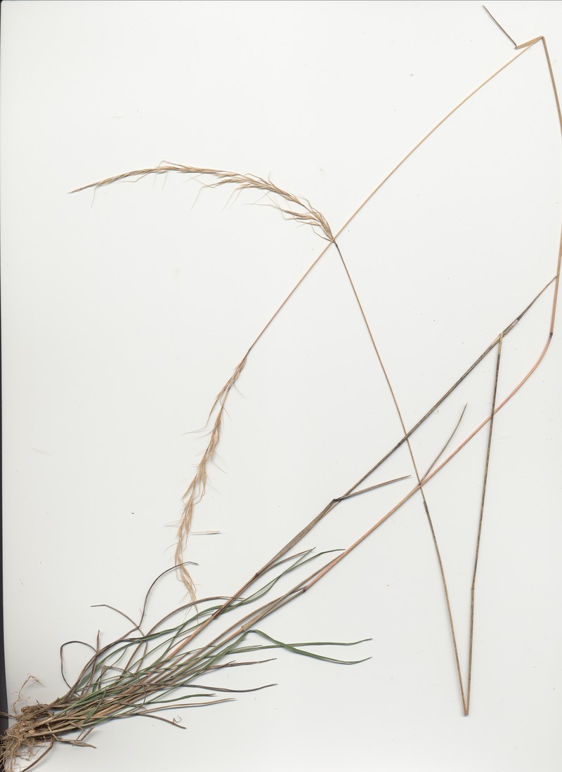 Pentapogon inaequiglumis photo 3
