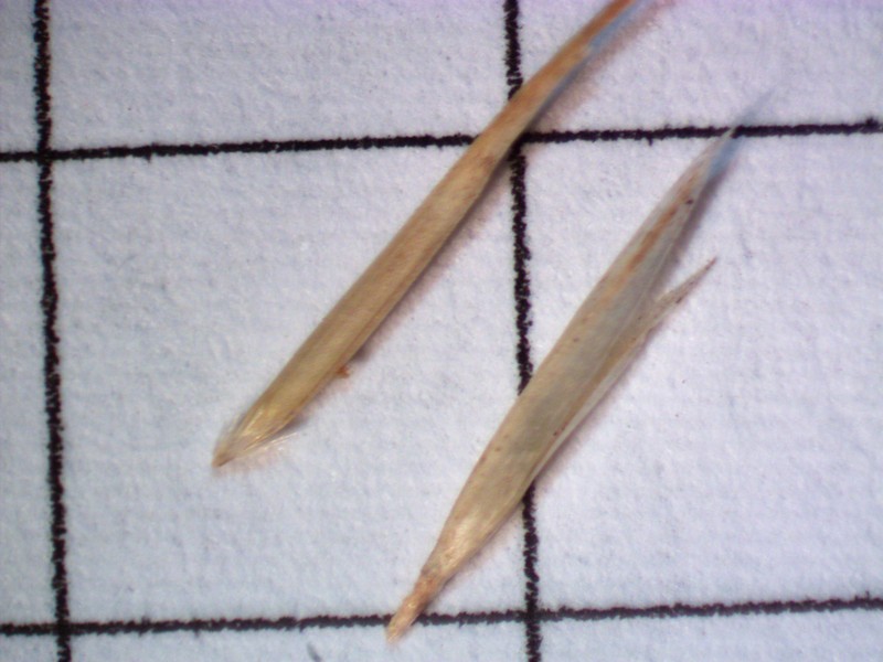 Pentapogon inaequiglumis photo 4