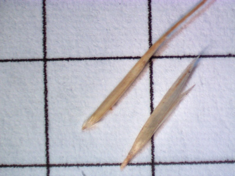 Pentapogon inaequiglumis photo 5