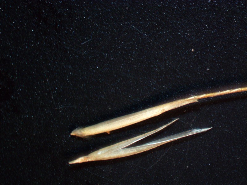 Pentapogon inaequiglumis photo 6