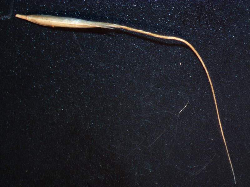 Pentapogon inaequiglumis photo 7