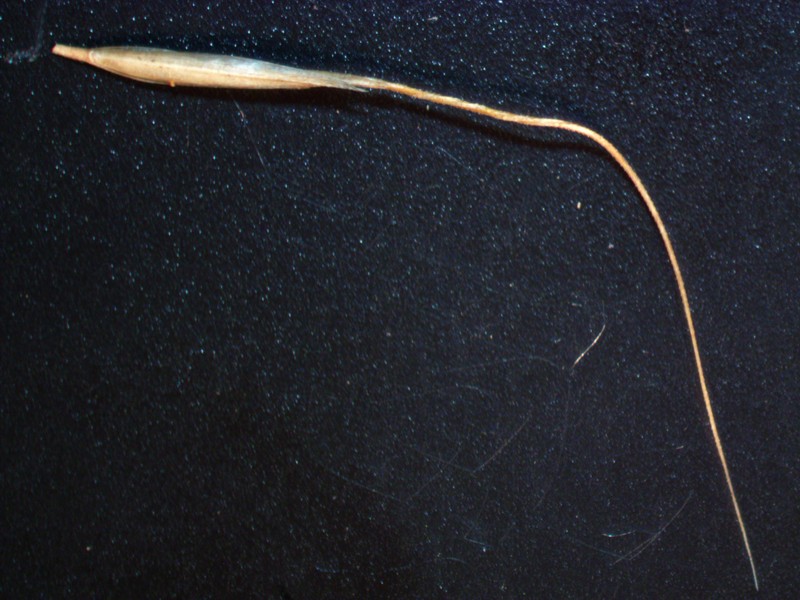 Pentapogon inaequiglumis photo 8