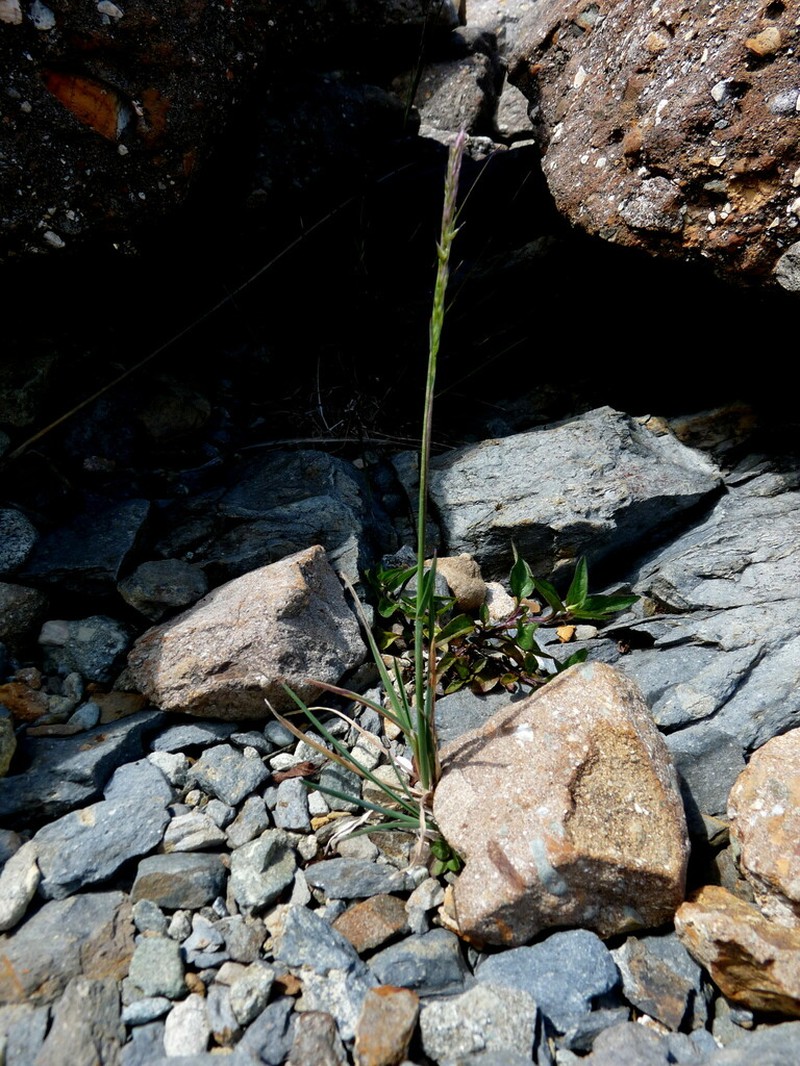 Pentapogon lacustris