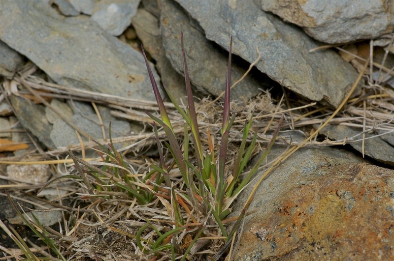 Pentapogon lacustris photo 2