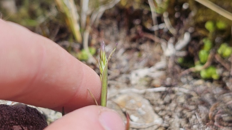 Pentapogon lacustris photo 3
