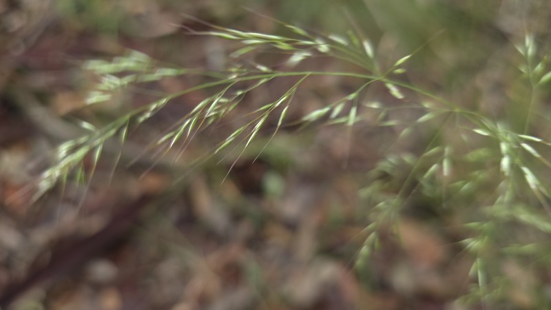 Pentapogon parvus