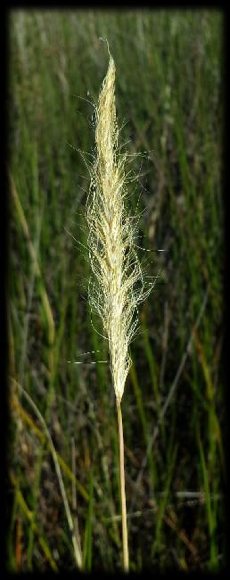 Pentapogon quadrifidus var. quadrifidus
