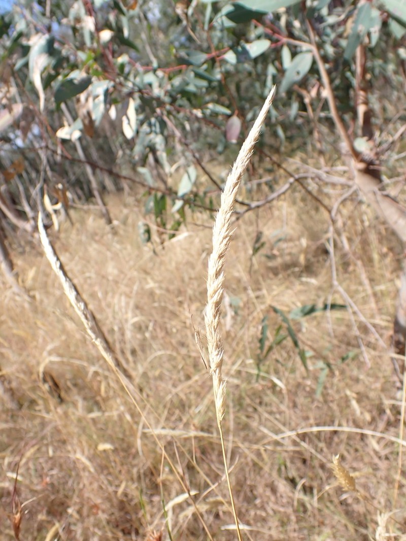 Pentapogon quadrisetus