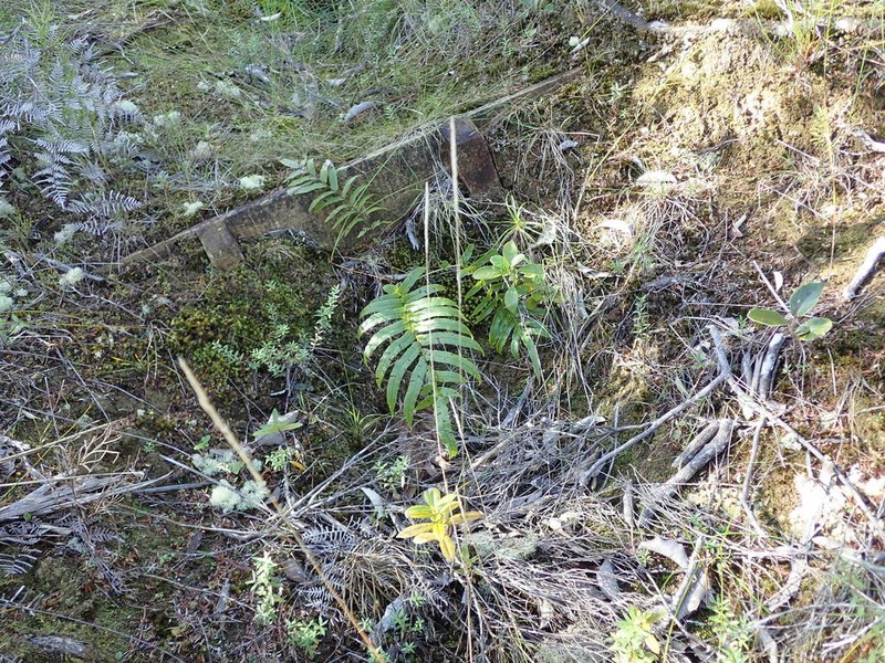Pentapogon quadrisetus photo 2