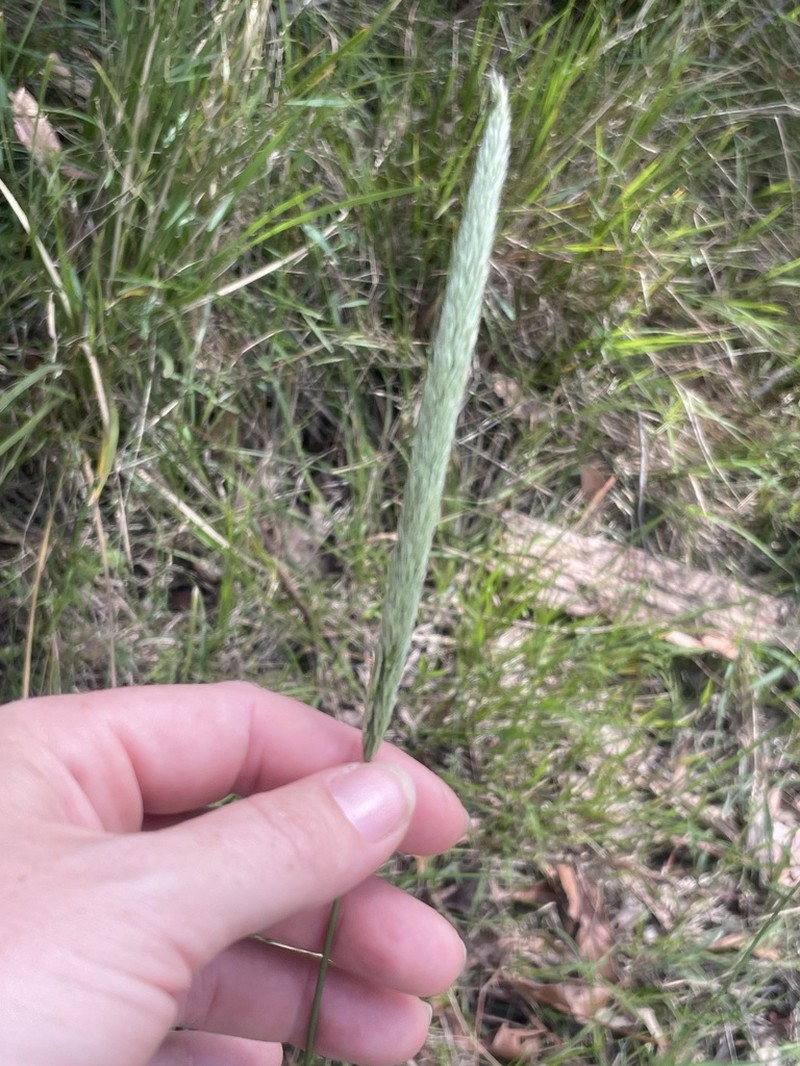 Pentapogon quadrisetus photo 3