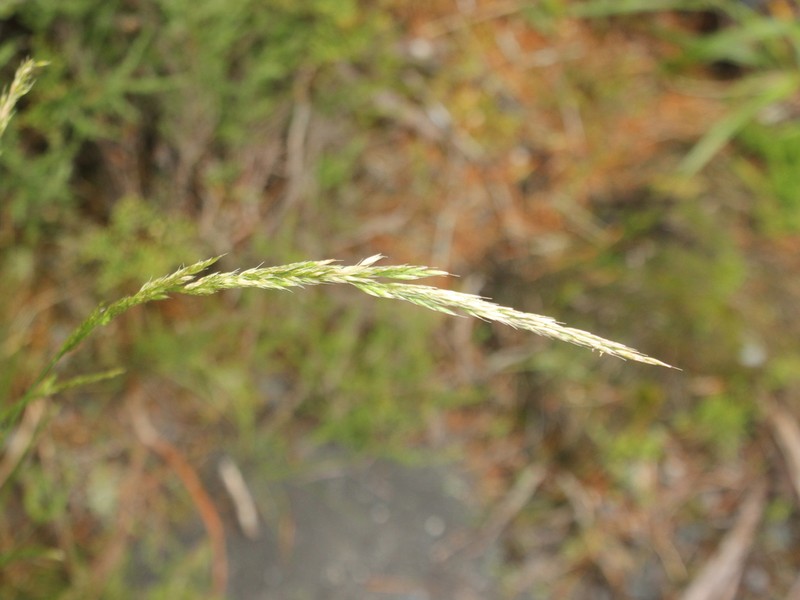 Pentapogon quadrisetus photo 5