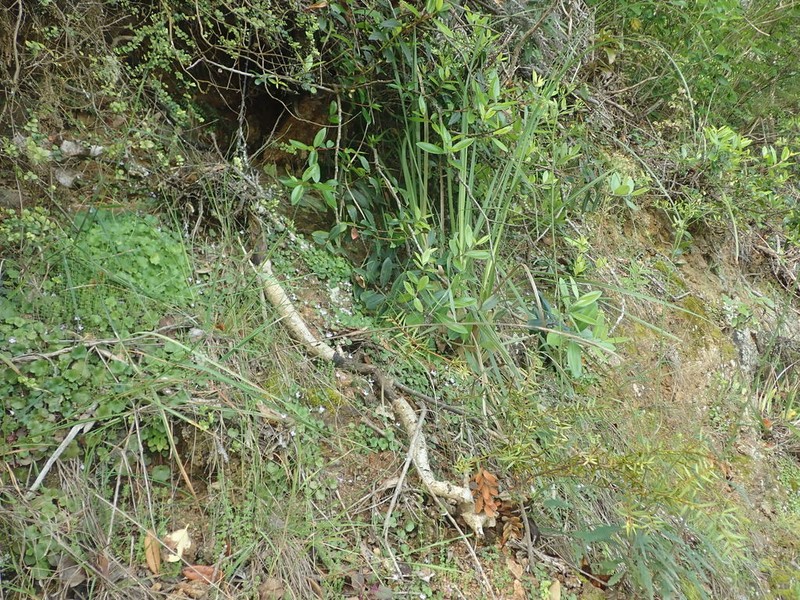Pentapogon quadrisetus photo 7
