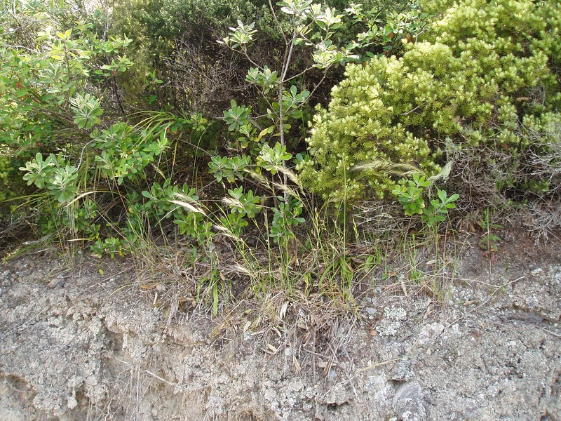 Pentapogon rarus