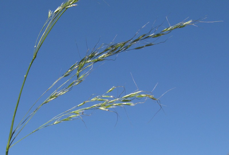 Pentapogon rarus photo 2