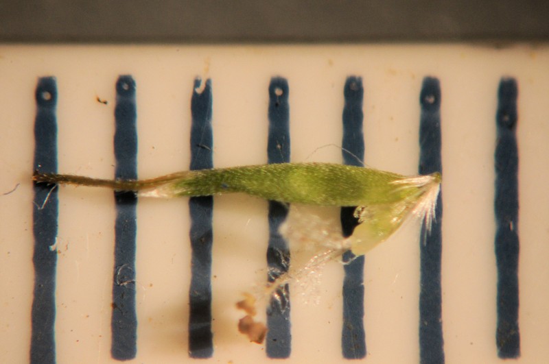Pentapogon rarus photo 4