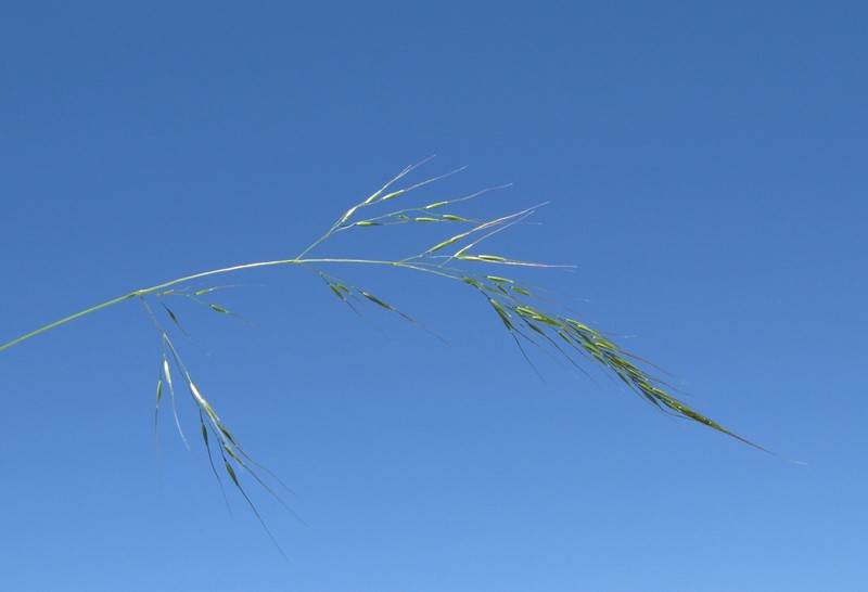 Pentapogon rarus photo 5