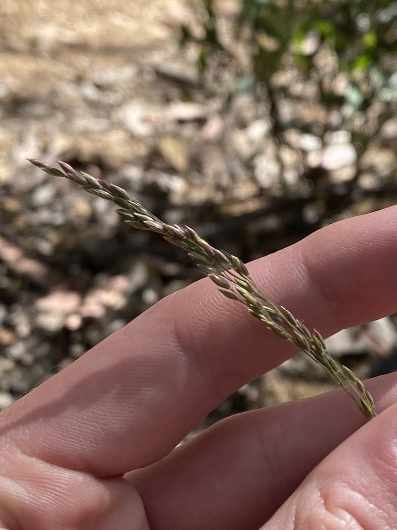 Pentapogon scaberulus