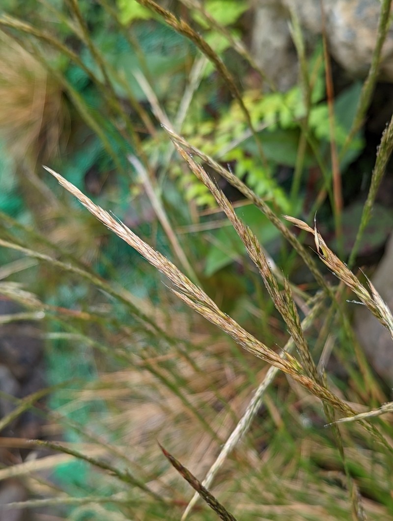 Pentapogon suizanensis
