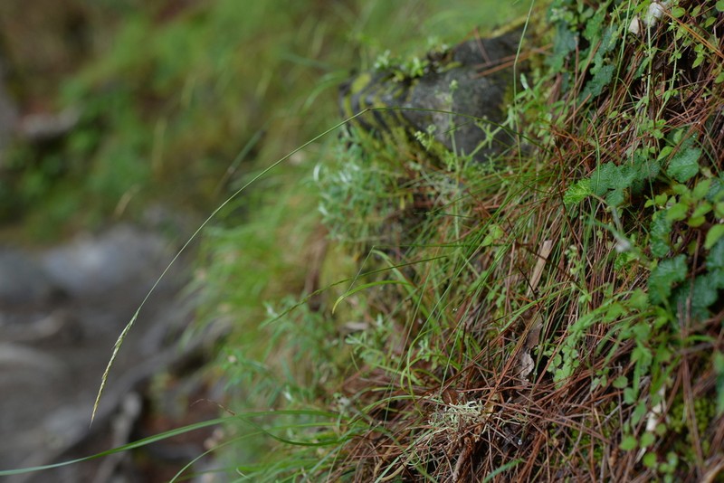Pentapogon suizanensis photo 2