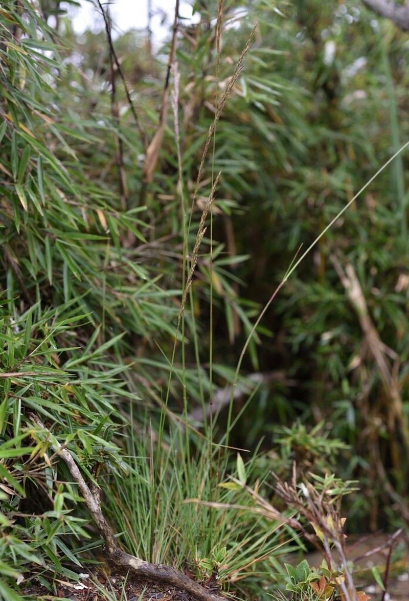 Pentapogon suizanensis photo 3