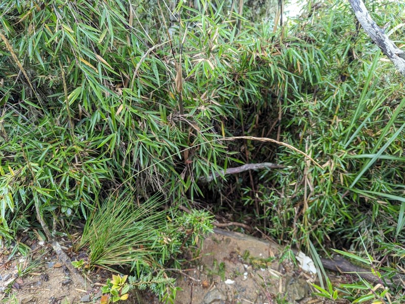Pentapogon suizanensis photo 5