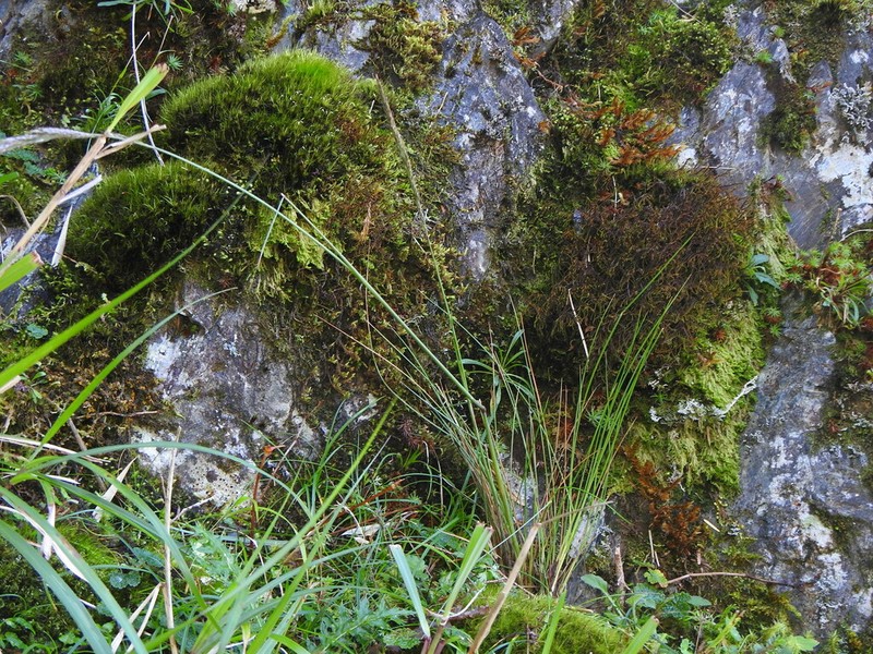 Pentapogon suizanensis photo 6