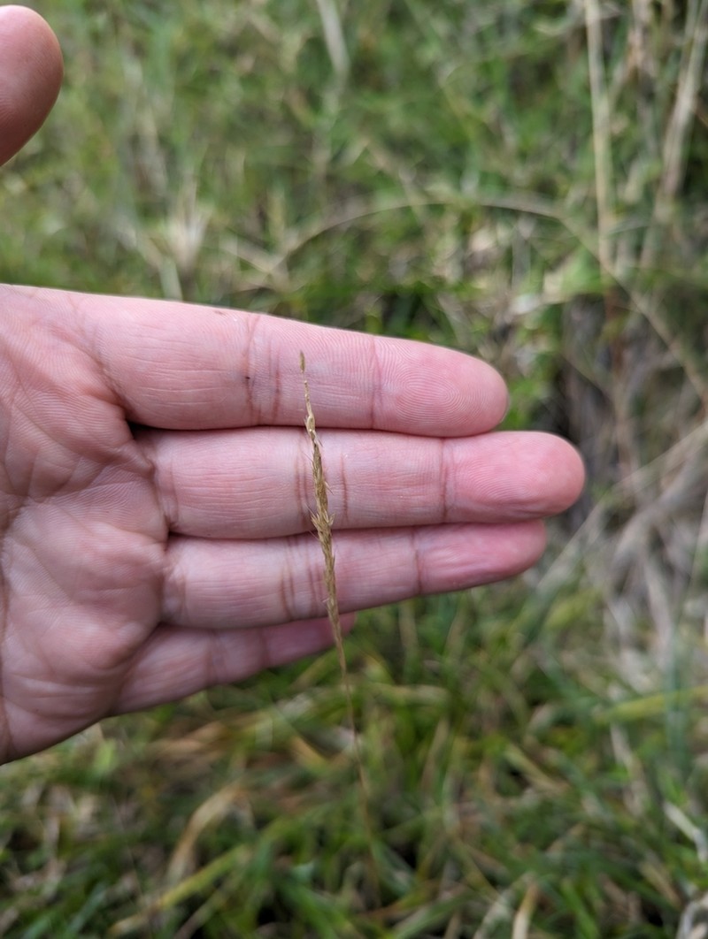 Pentapogon suizanensis photo 8