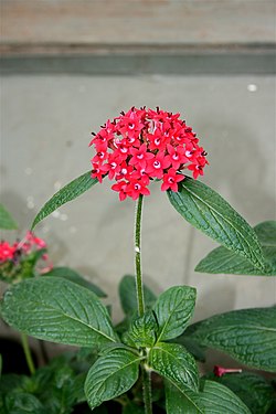 Egyptian Starcluster