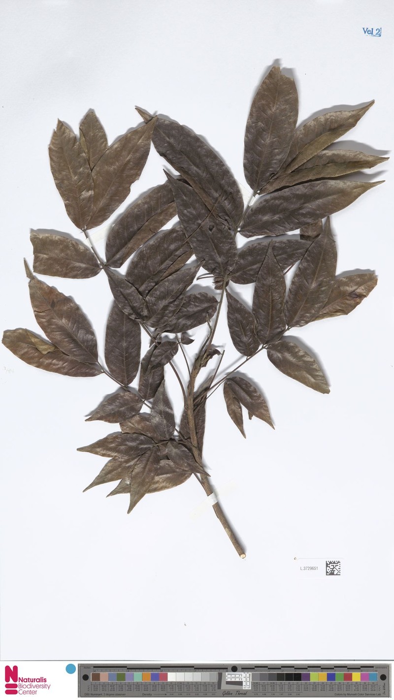 Pentaspadon curtisii