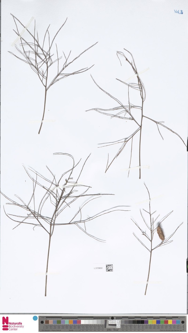 Pentaspadon curtisii photo 2