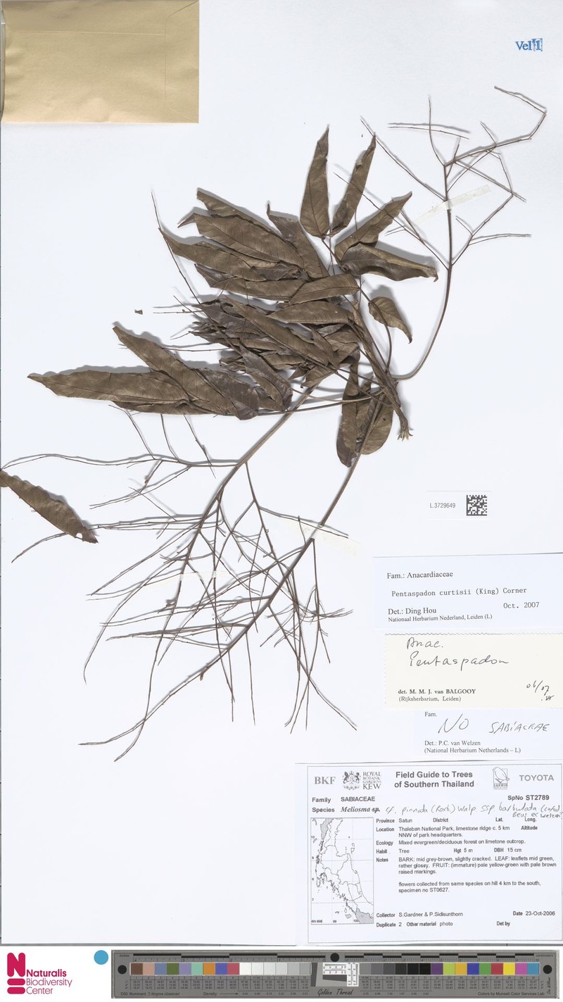 Pentaspadon curtisii photo 3