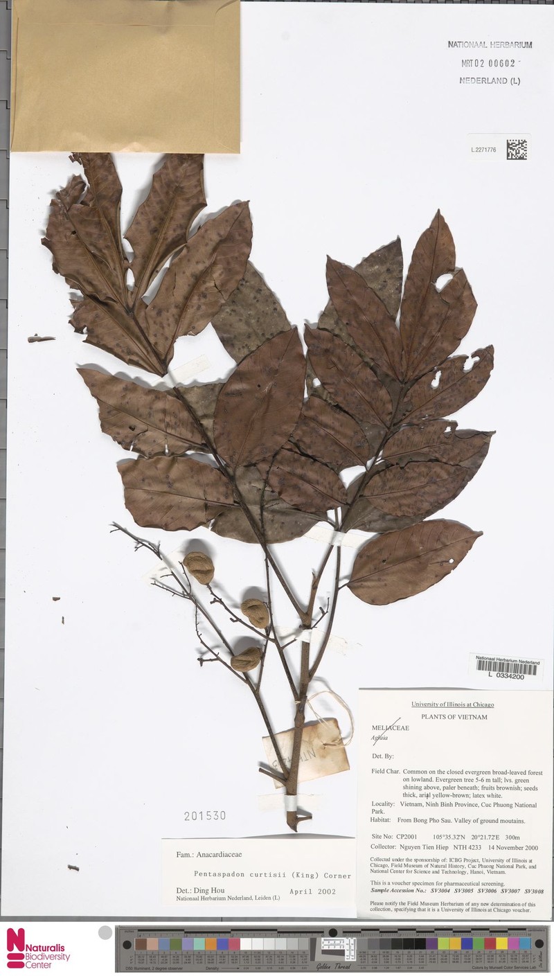 Pentaspadon curtisii photo 4