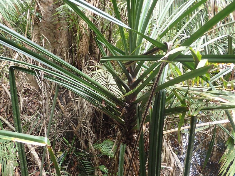 Pentaspadon velutinus photo 3