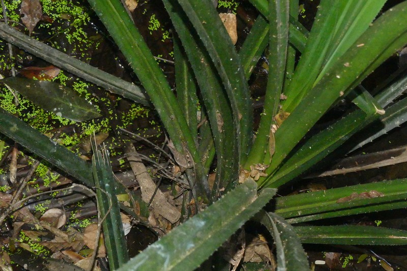Pentaspadon velutinus photo 4
