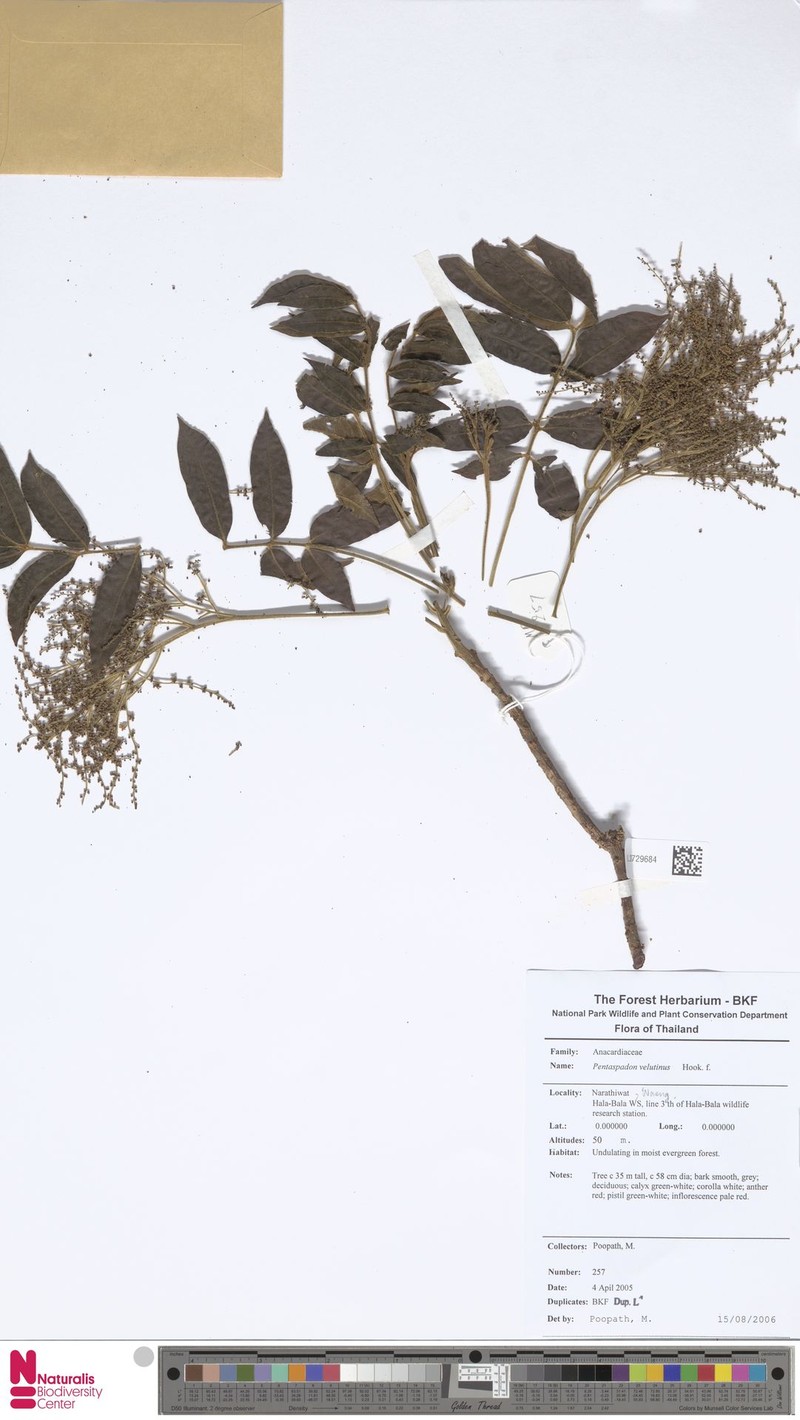 Pentaspadon velutinus photo 7
