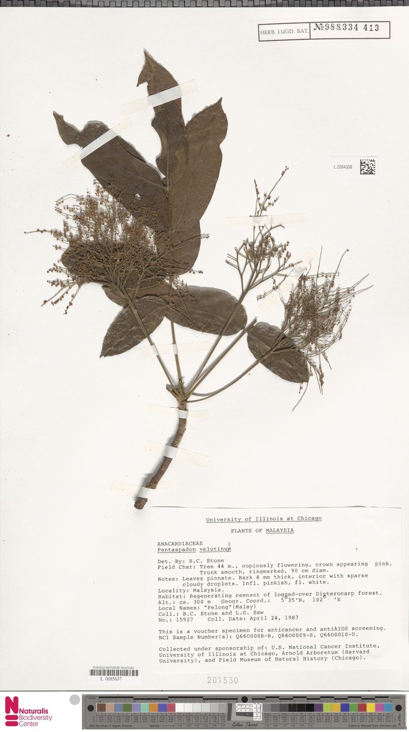 Pentaspadon velutinus photo 8