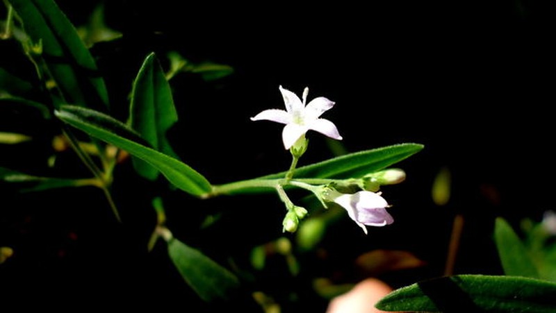 Hale's Pentodon photo 5