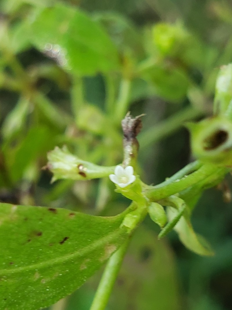 Hale's Pentodon photo 2