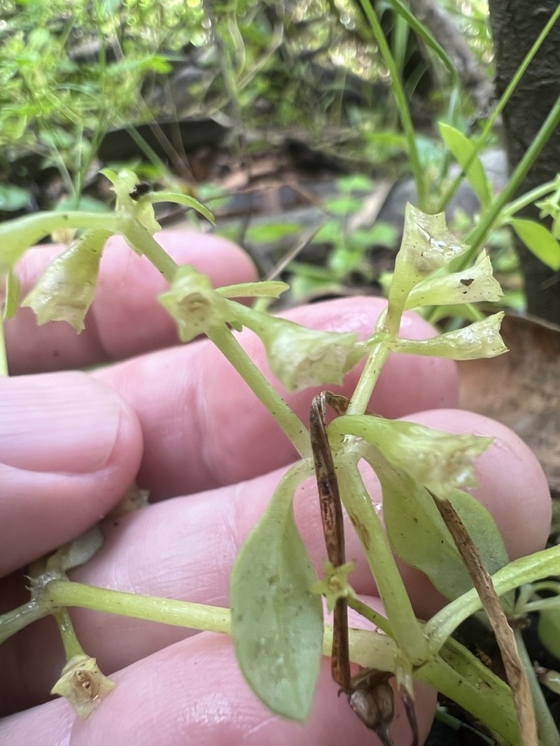 Hale's Pentodon photo 3