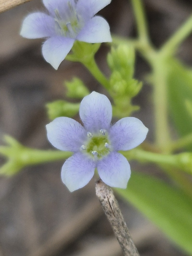 Hale's Pentodon photo 5