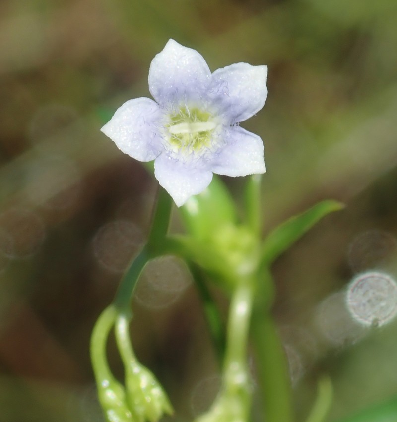 Hale's Pentodon photo 6