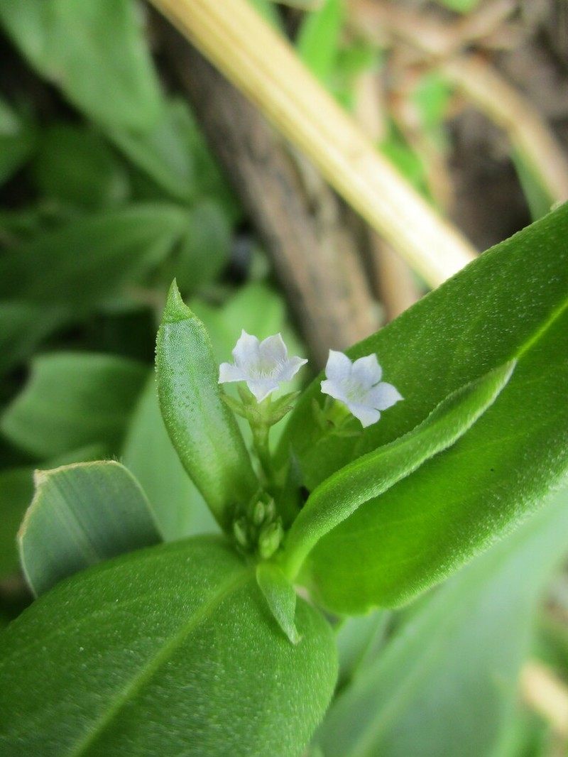 Hale's Pentodon photo 8
