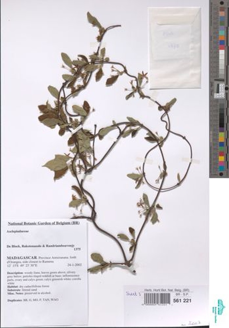 Pentopetia suarezensis