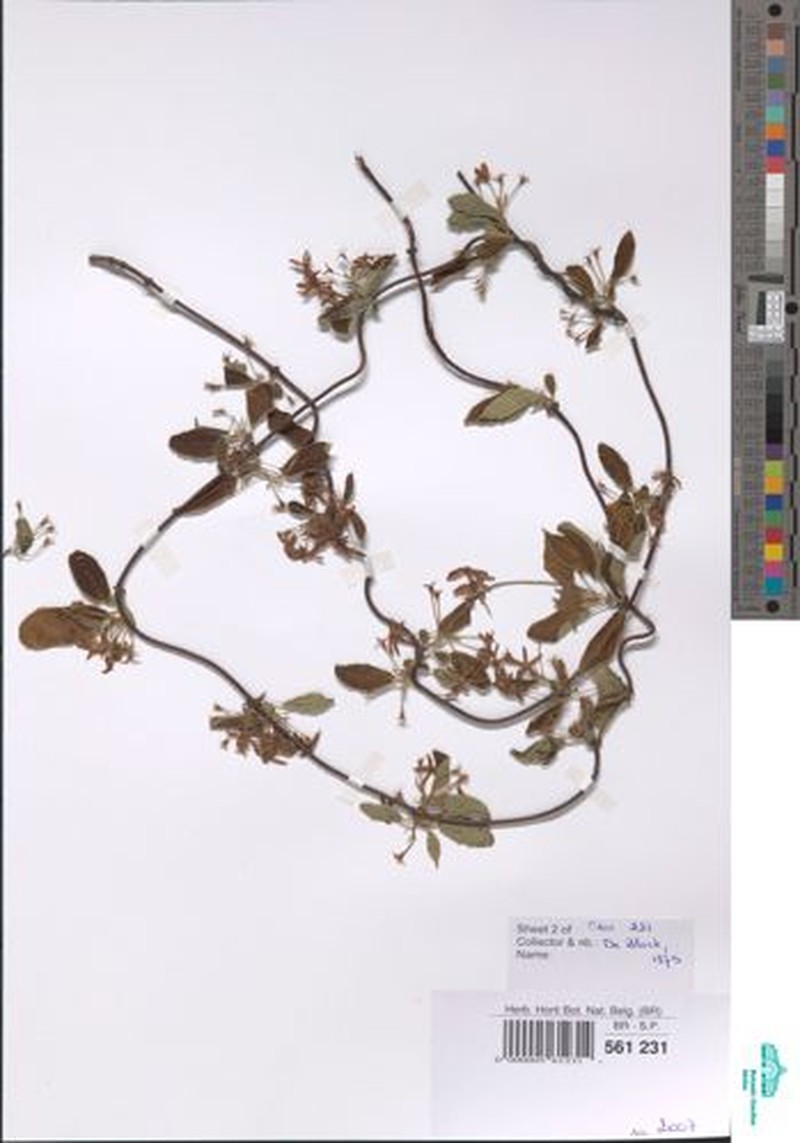 Pentopetia suarezensis photo 2